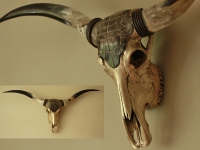 Longhorn skull decor, real longhorn skull