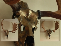 Moose-skull- in- bronze