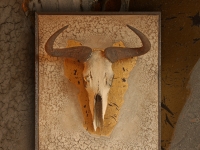 gnoe-skull-in-antique-finish-on-panel-with-craquele-structure
