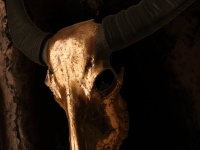 waterbuffel-schedel-in-koper