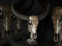 buffalo-skull-antique-pewter-on-base